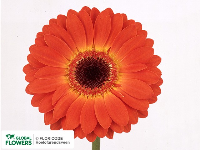 Photo Gerbera grootbloemig 'Isadora'.