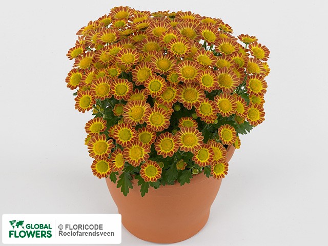 Photo Chrysanthemum (Indicum Grp) Fabienne Festive.