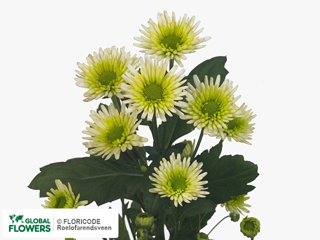Photo Chrysanthemum (Indicum Grp) tros Fresh Mint.