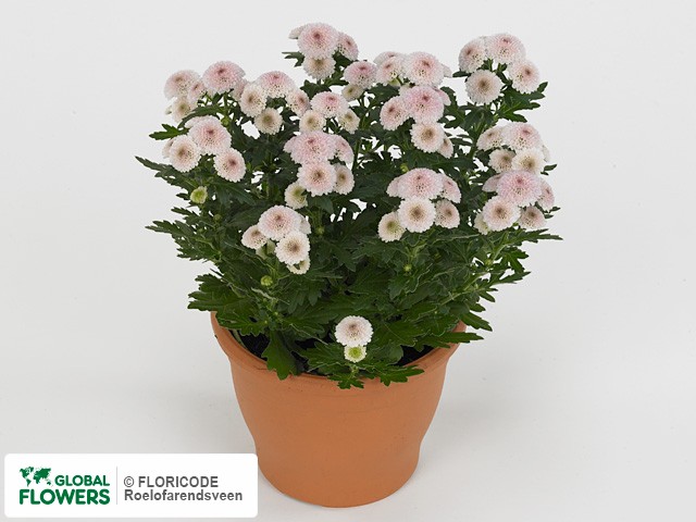 Фото вида Хризантема индийская "Bellisima Pink".