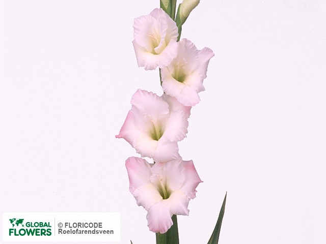 Photo Gladiolus (Large-flowered Grp) 'Orlando'.