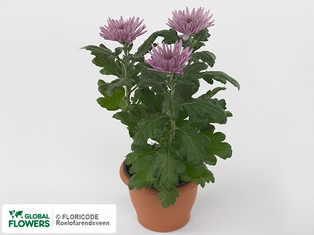 Photo Chrysanthemum (Indicum Grp) Anastasia Lilac.