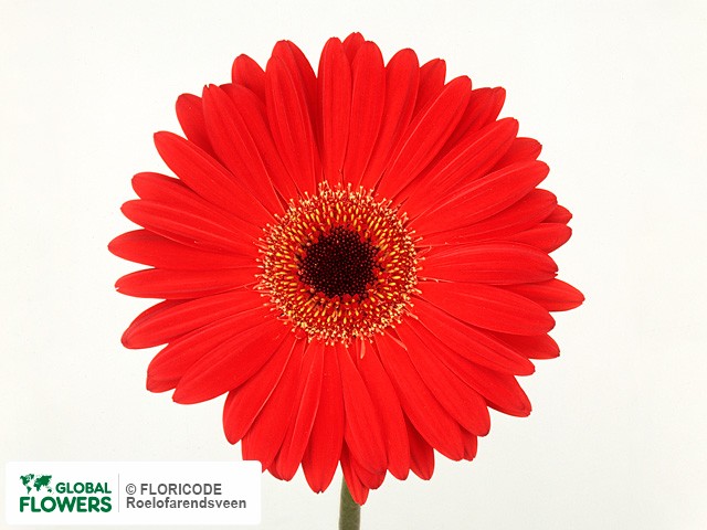 Photo Gerbera grootbloemig Benfica.