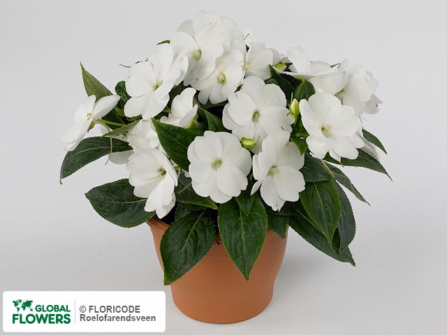 Фото вида Недотрога Новая Гвинея "Toscana Medium GL White".
