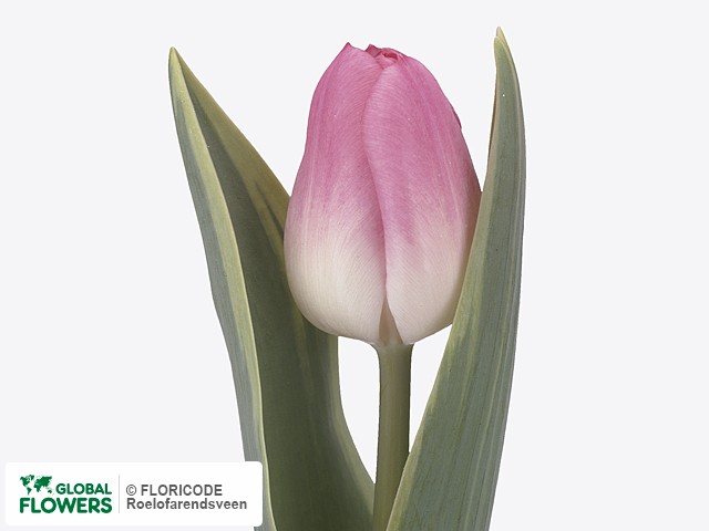 Photo Tulipa (Triumph Grp) Rosario Special.