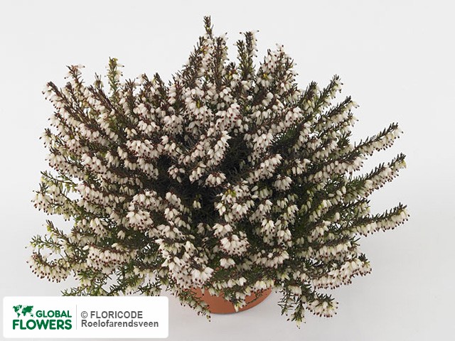 Фото вида Эрика дарлейенская "White Spring Surprise".