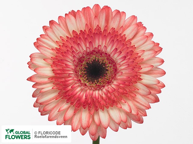 Photo Gerbera grootbloemig 'Cocktail'.