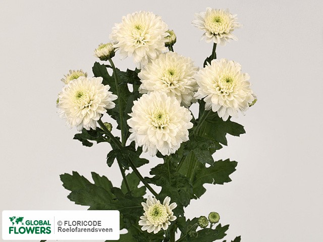 Photo Chrysanthemum (Indicum Grp) tros 'Popcorn'.