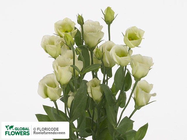 Photo Eustoma russellianum enkelbloemig 'Fioretti Green'.