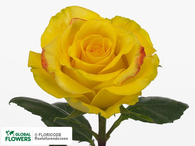 Photo Rosa grootbloemig High & Magic Yellow.