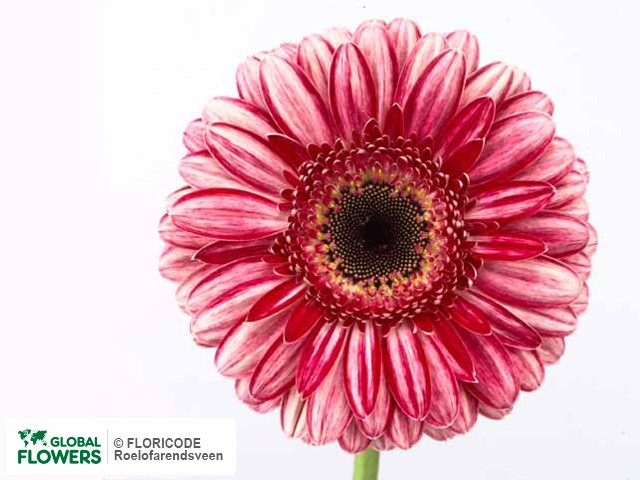 Photo Gerbera grootbloemig 'Fiction'.