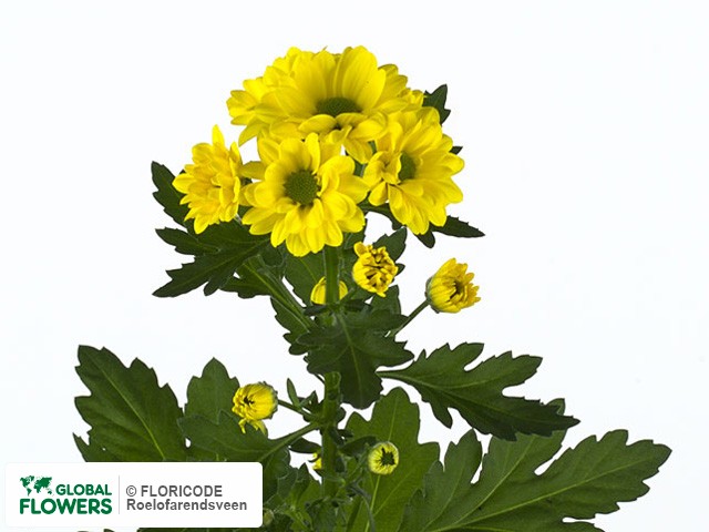 Photo Chrysanthemum (Indicum Grp) tros santini Cheeze.