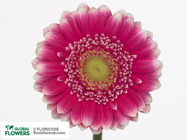 Photo Gerbera mini Alonso.