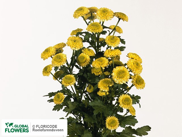 Photo Chrysanthemum (Indicum Grp) tros santini 'Kermit'.