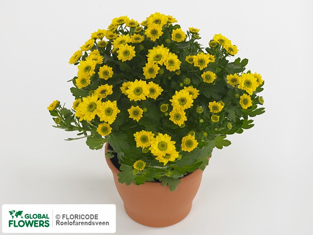 Photo Chrysanthemum (Indicum Grp) Pico Tropico.