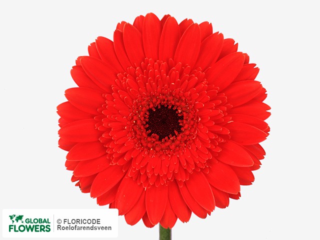 Photo Gerbera grootbloemig Napoli.