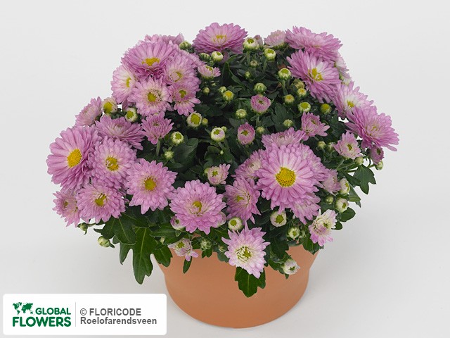 Photo Chrysanthemum (Indicum Grp) 'Braque Pink'.