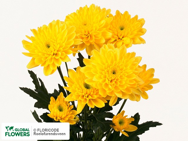 Photo Chrysanthemum (Indicum Grp) tros Euro Yellow.