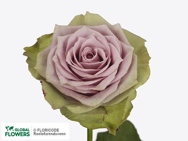 Фото вида Роза крупноцветковая "Samanthas Bridal".