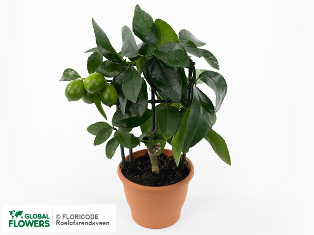Фото вида Цитрус "Latifolia".