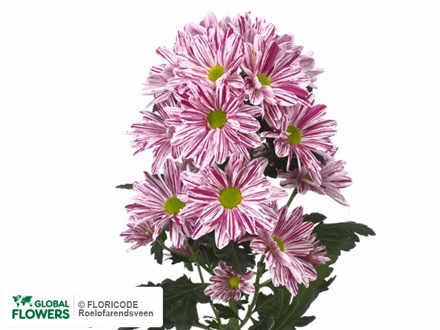 Photo Chrysanthemum (Indicum Grp) tros Artist Pink Improved.