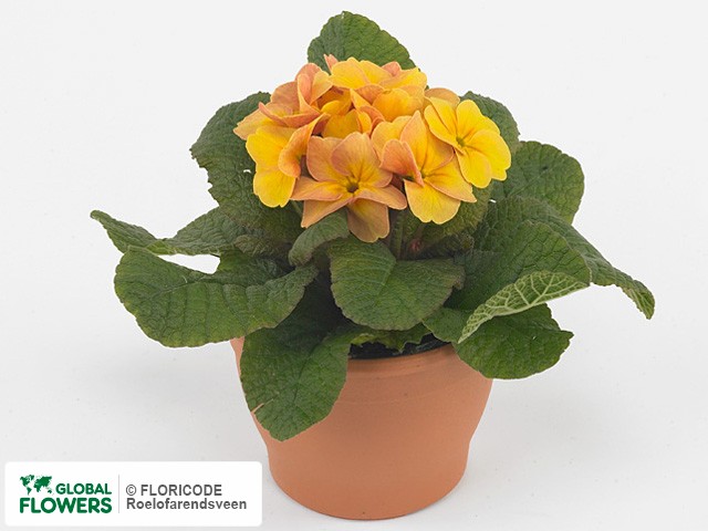 Фото вида Примула акаулис "Valentino Apricot".