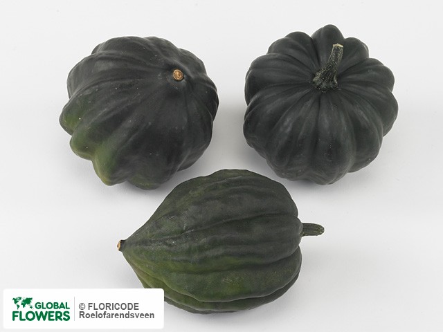 Cucurbita — photo of varieties and species | Global Flowers