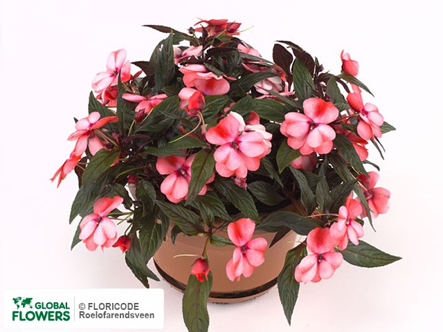 Фото вида Недотрога Новая Гвинея "Kokomo XL Bicolor Rose".