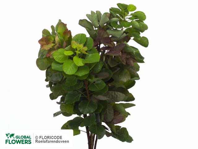 Фото вида Скумпия кожевенная "X".