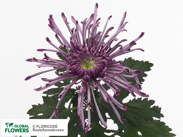 Photo Chrysanthemum (Indicum Grp) geplozen Toera Purple.