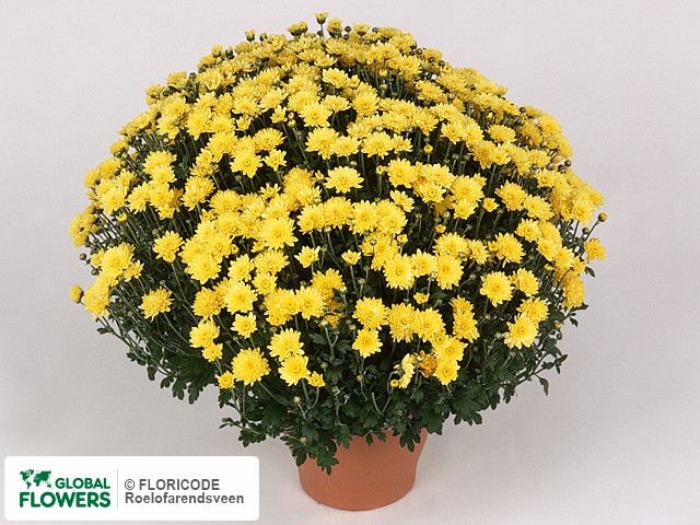 Photo Chrysanthemum (Indicum Grp) Multiflora Padre Yellow.