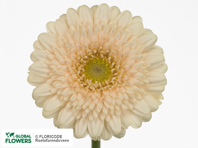 Photo Gerbera mini 'Dorine'.