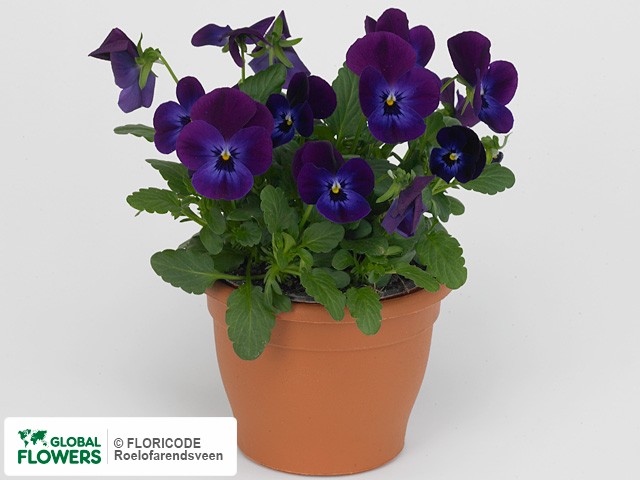 фото Viola (Cornuta Grp) Deltini F1 Neon Violet