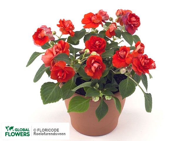 Photo Impatiens (Walleriana Grp) Heartbeat Orange.