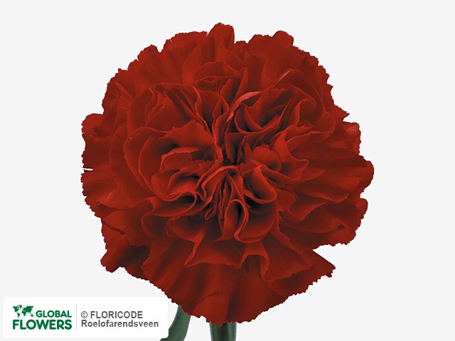 Photo Dianthus standaard 'America'.