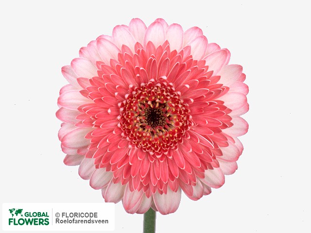 Photo Gerbera mini Confetti.