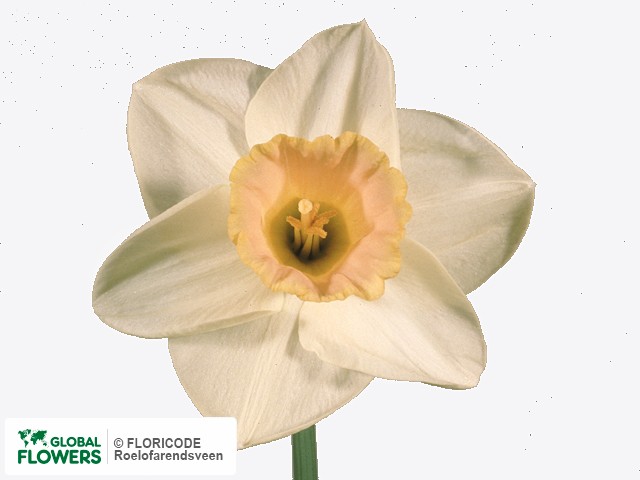 Фото вида Нарцисс крупнокорончатый "Salome".
