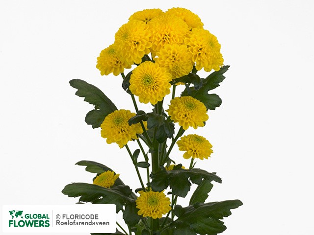 Photo Chrysanthemum (Indicum Grp) tros santini Jefta.