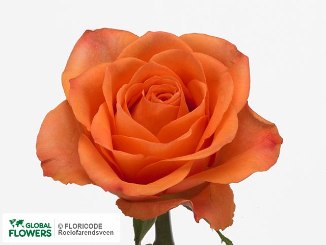 Photo Rosa grootbloemig Orange Sensation@.