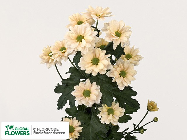 Photo Chrysanthemum (Indicum Grp) tros 'Granada Ivory'.