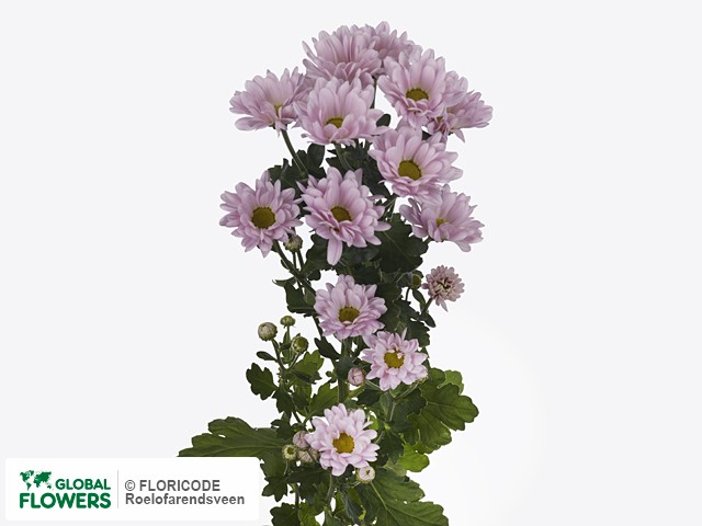 Photo Chrysanthemum (Indicum Grp) tros 'Katinka'.