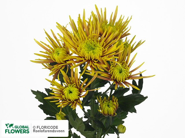 Photo Chrysanthemum (Indicum Grp) tros Saffina.