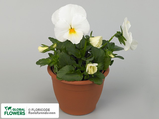 фото Viola x wittrockiana 'Panola Xp White'