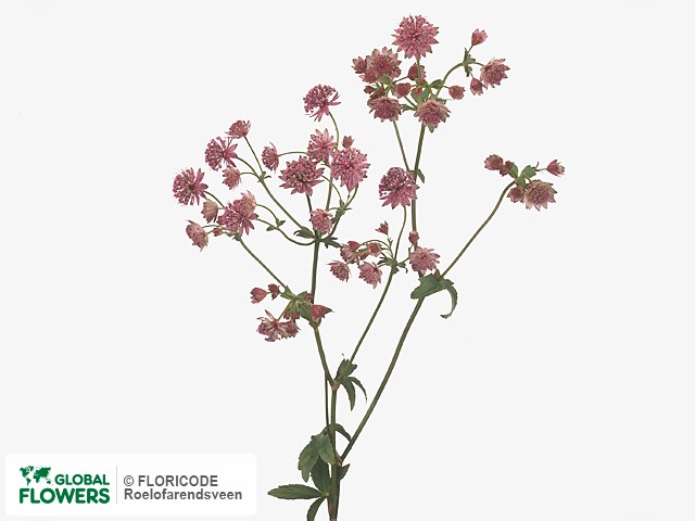 Astr. Астранция Росита. Астранция (Astrantia) prima Ballerina. Астранция срезка. Астранция на белом фоне.