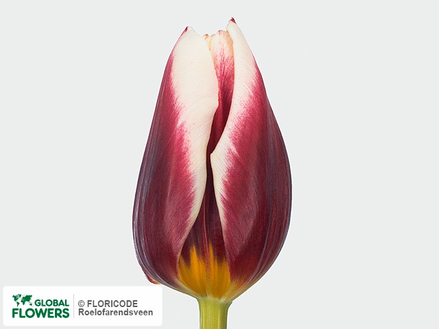 Photo Tulipa (Triumph Grp) 'Pole Position'.