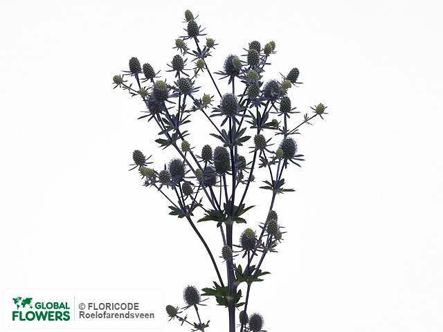 Фото вида Синеголовник плосколистный "Magical Blue Falls".