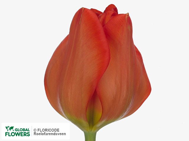 Photo Tulipa (Darwinhybrid Grp) 'Rubato'.