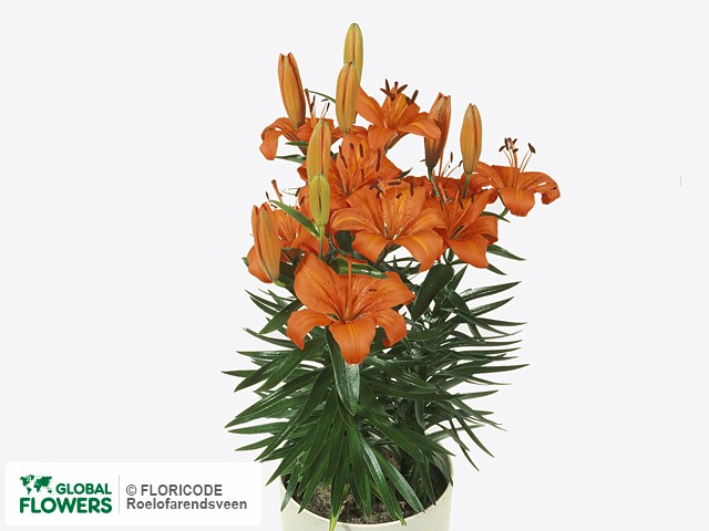 Фото вида Лилия азиатская "Orange Pixie".