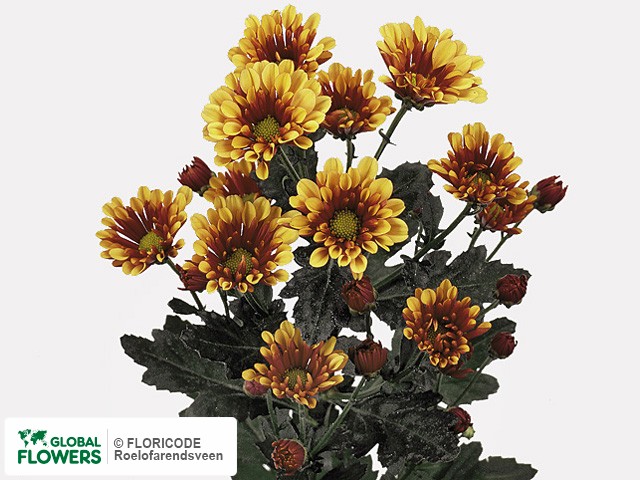 Photo Chrysanthemum (Indicum Grp) tros santini Biarritz Yellow.