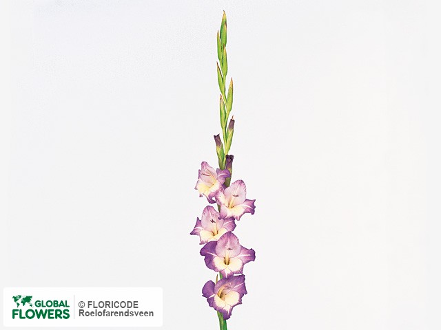 Photo Gladiolus (Large-flowered Grp) 'Di Paola'.